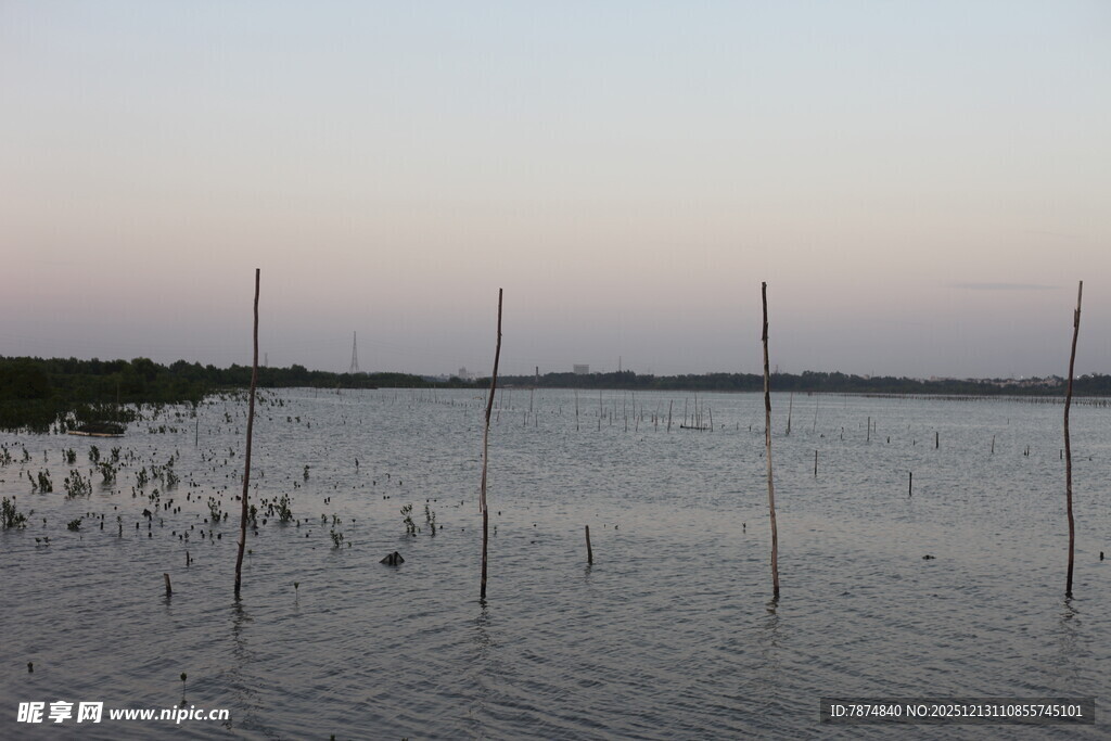 水域中的林立杆状物景观
