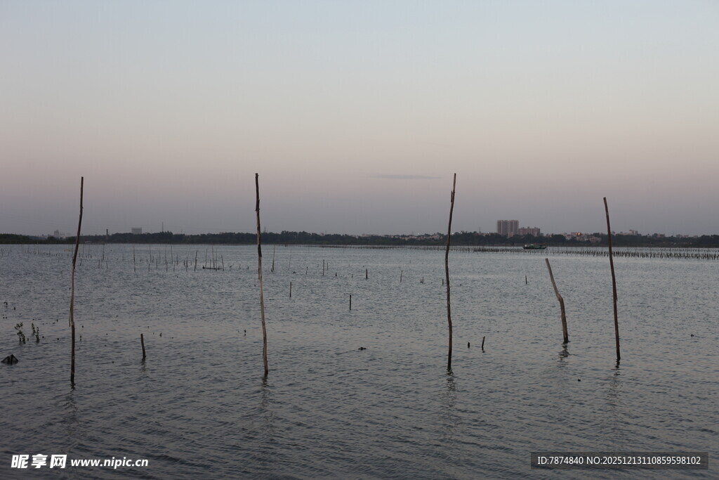 黄昏下的水域与林立木桩