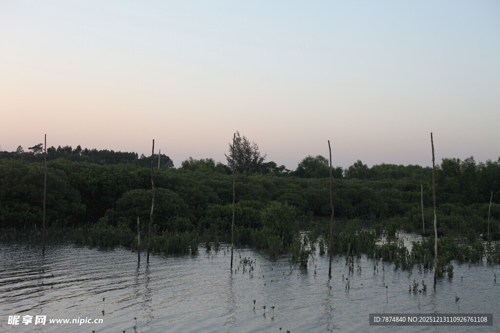 黄昏下的水边植被景观