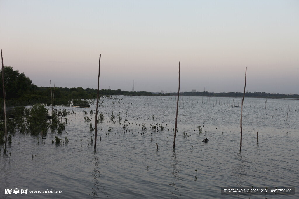 湖畔暮色中的水鸟与木桩