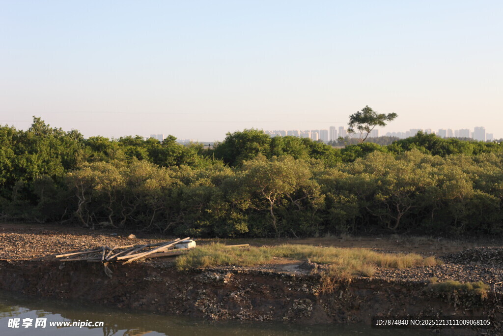 河岸绿植与远处飞鸟景观