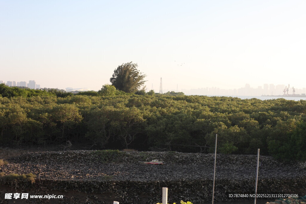 田野风光中的孤树