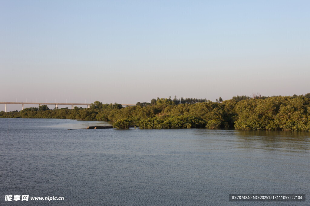 宁静红树林风光