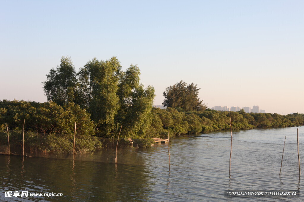 河畔绿树成荫的宁静风光