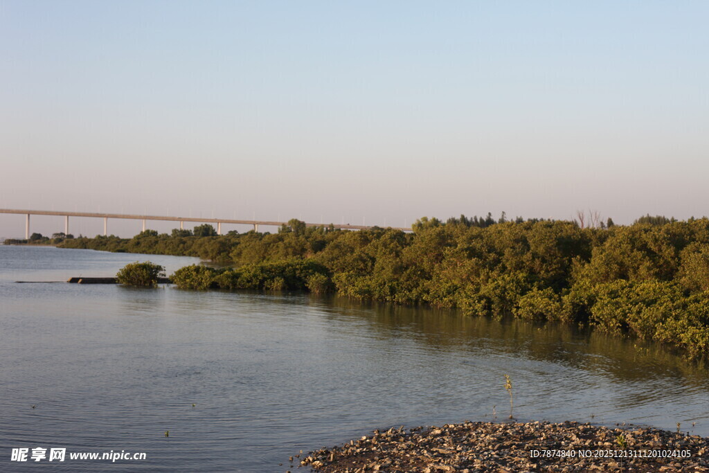 河畔红树林景观