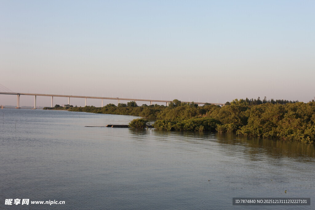 红树林风光远处桥梁与绿植