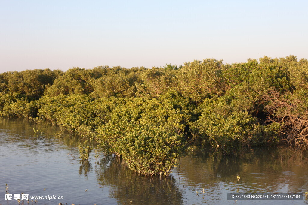 河畔茂密红树林景观