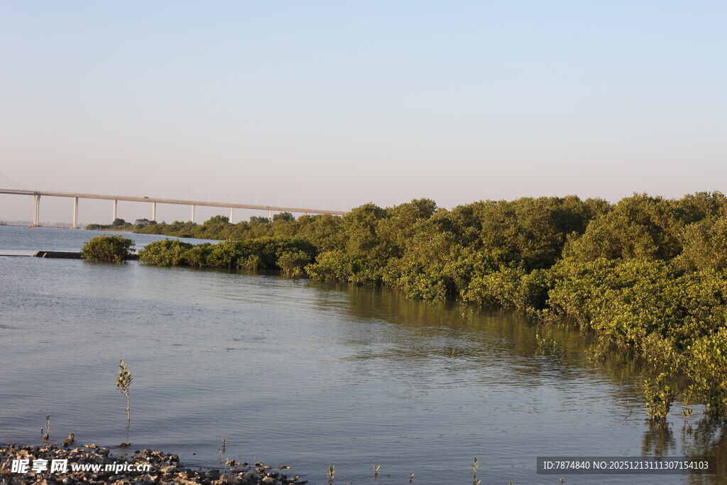 红树林成荫的宁静风光