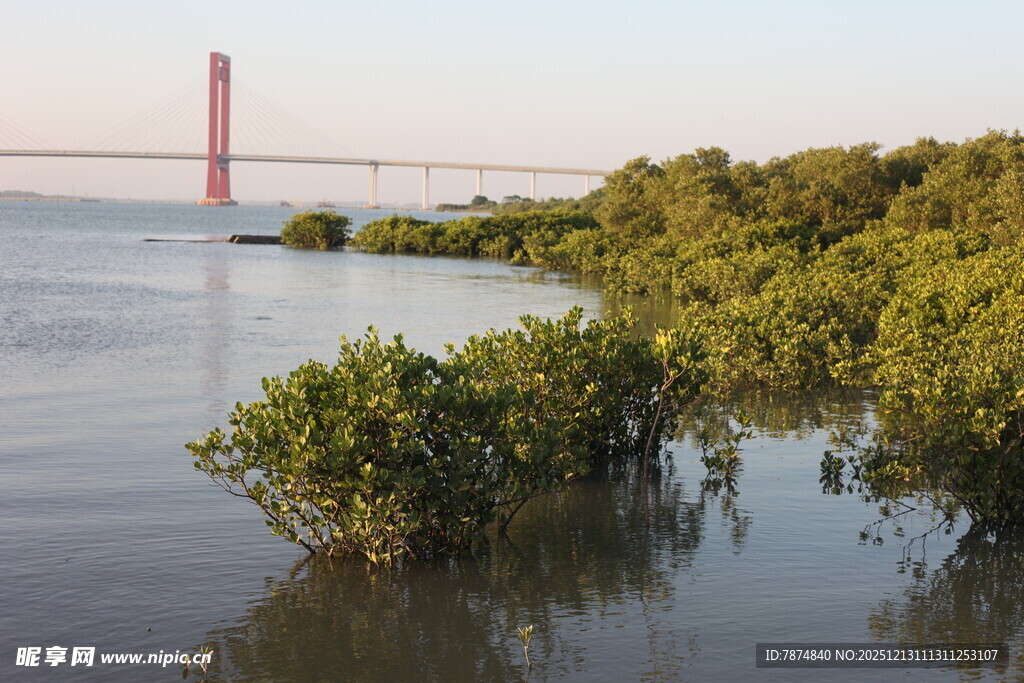 河畔红树林与远处桥梁景观