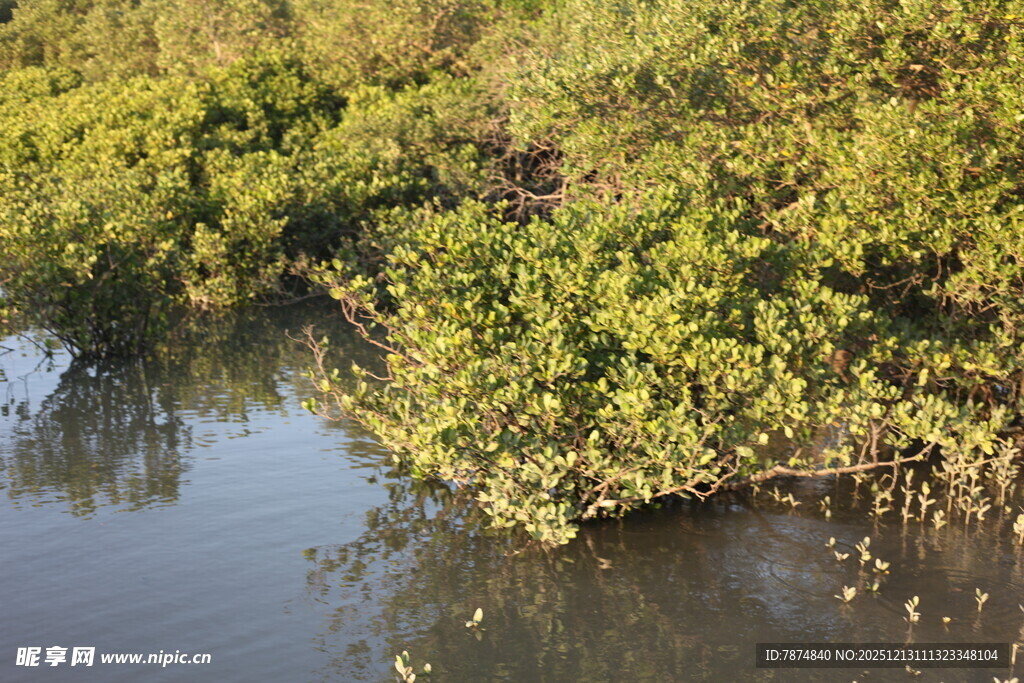 河畔绿植倒映水中美景
