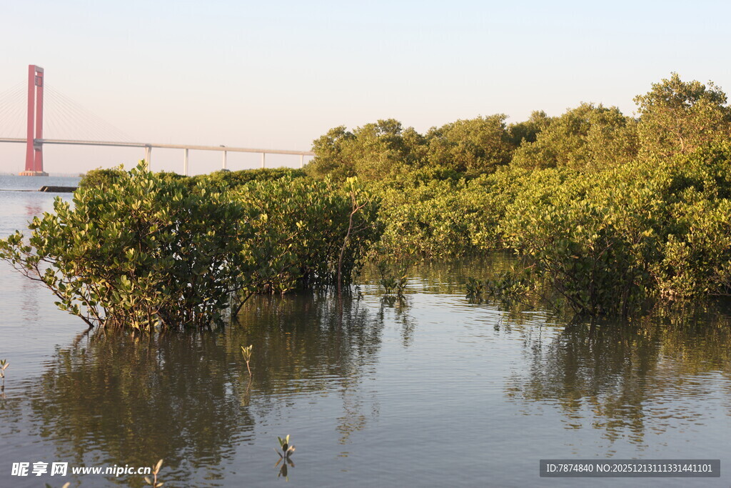 河畔绿植与远处桥梁景观