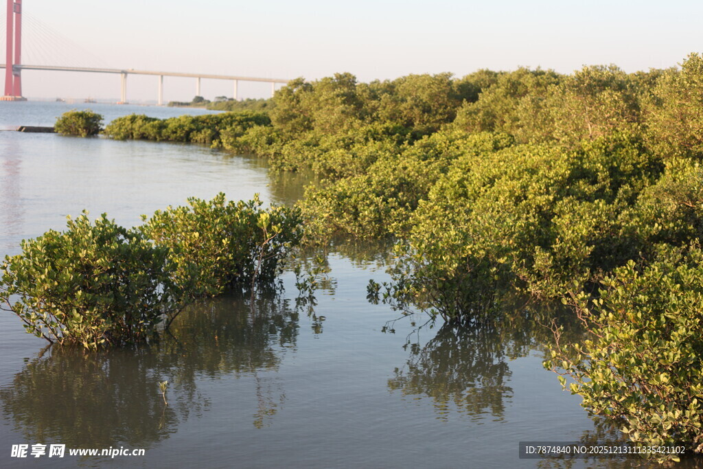 红树林与远处桥梁景观