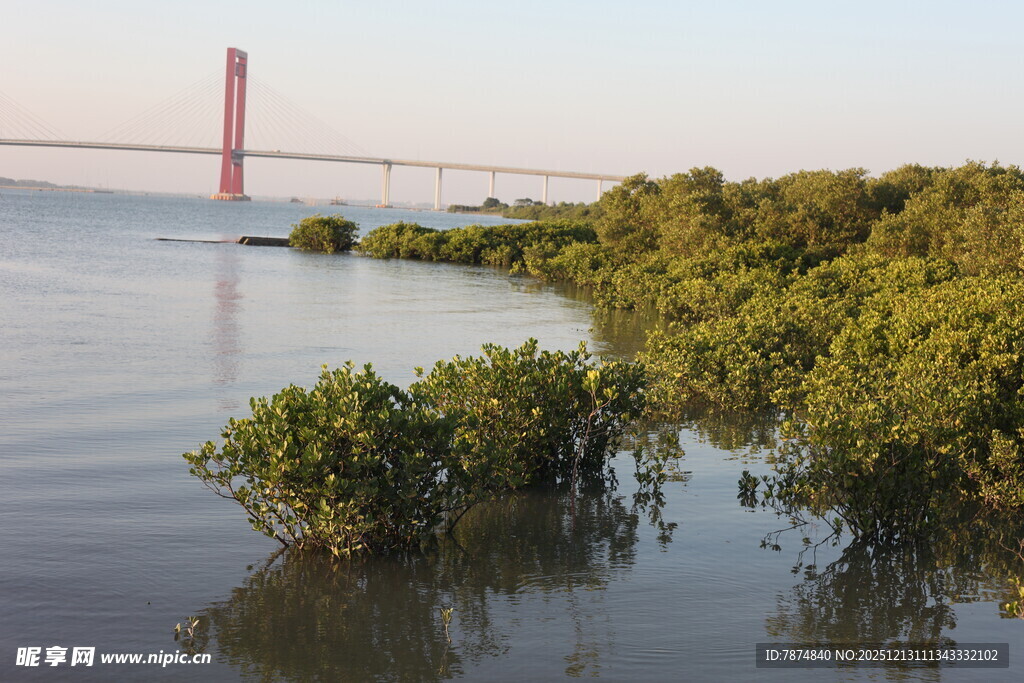 河畔红树林与远处桥梁景观