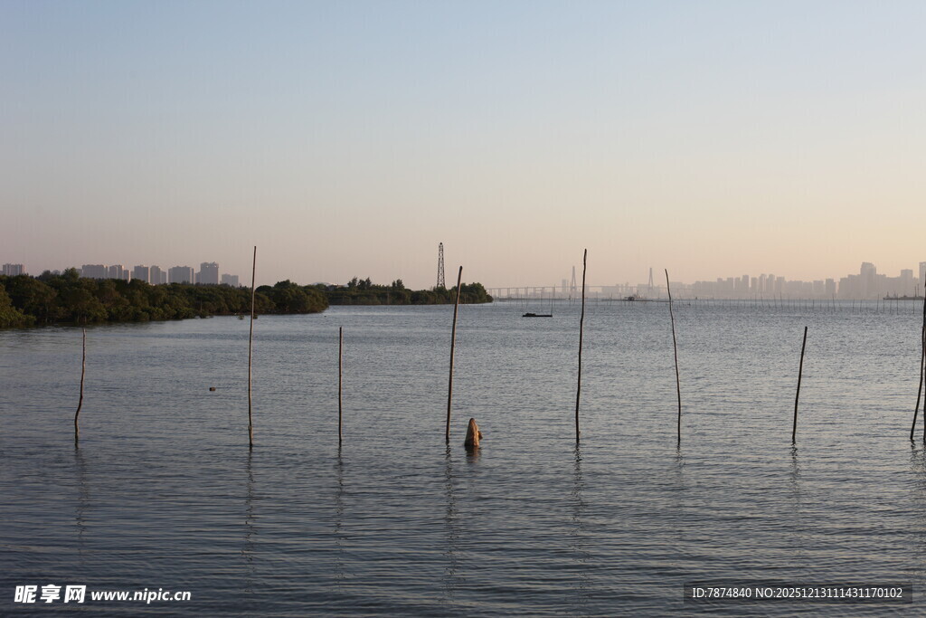 黄昏下的水域与林立木桩