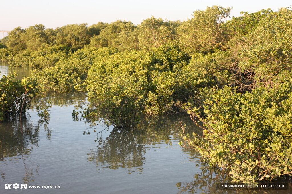 河畔茂密红树林景观