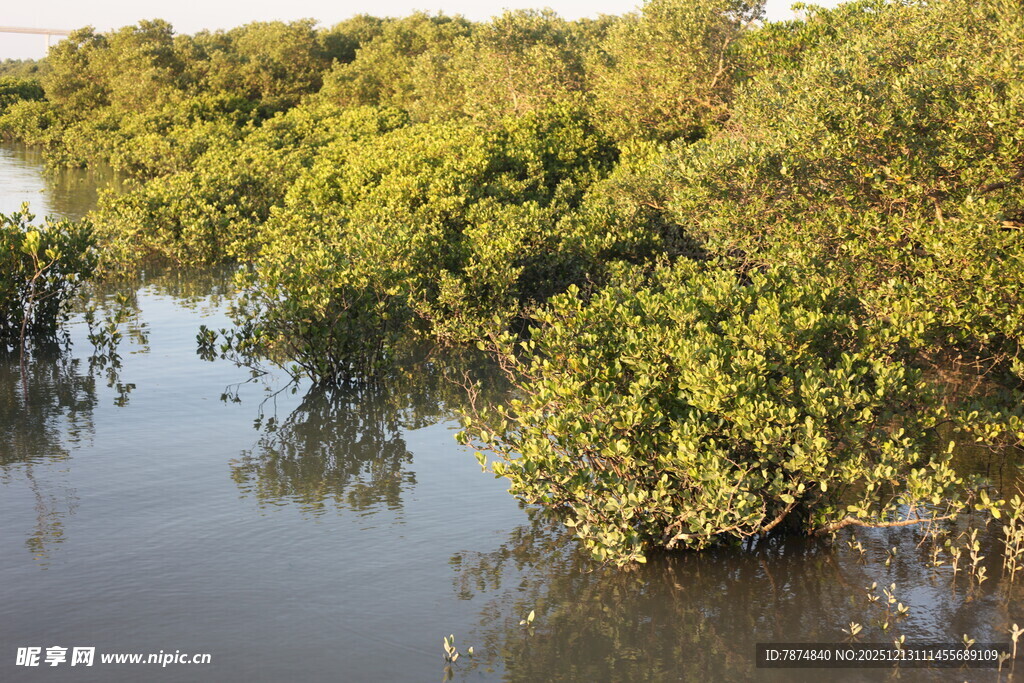 河畔茂密红树林景观