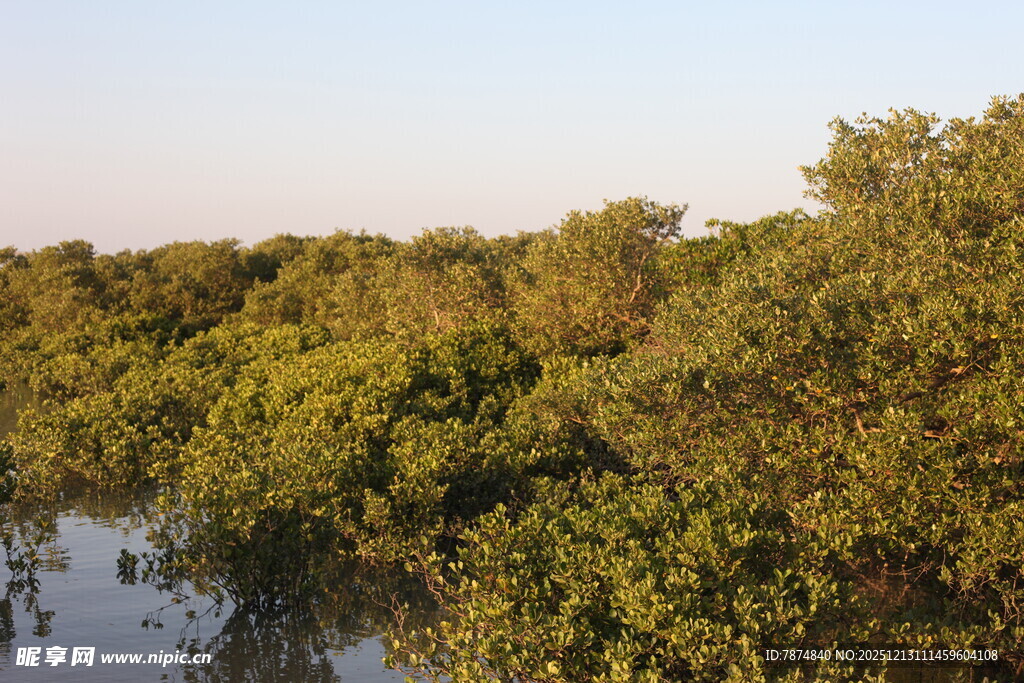 河畔茂密树林景观