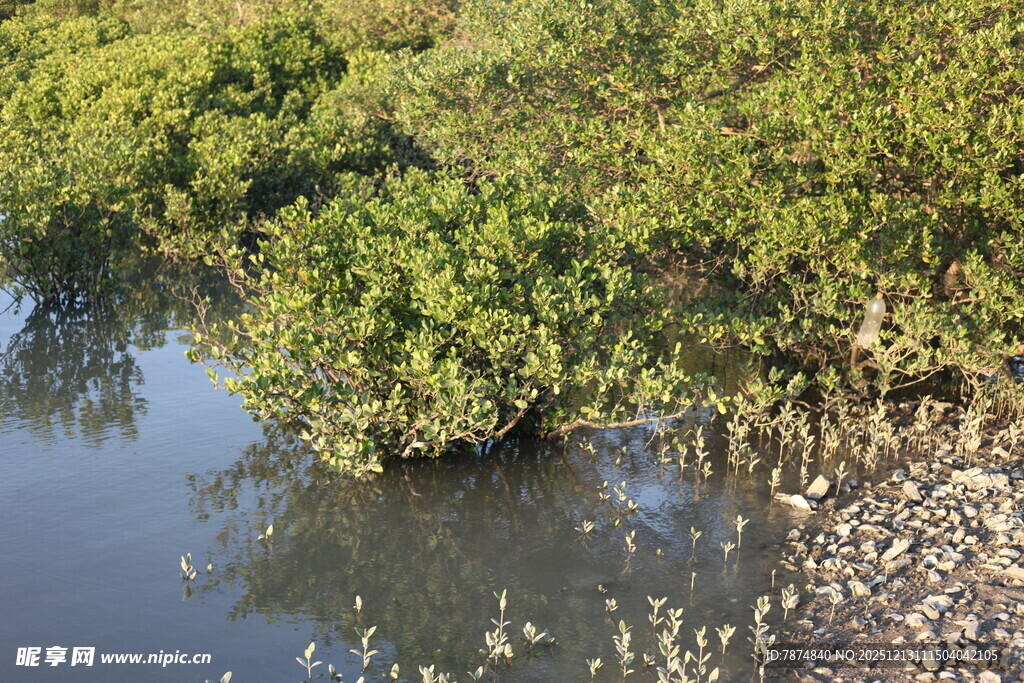 水边繁茂绿植与倒影景观