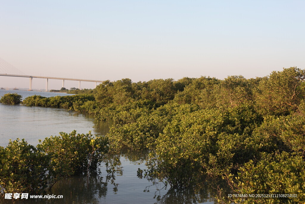 河畔茂密树林景观