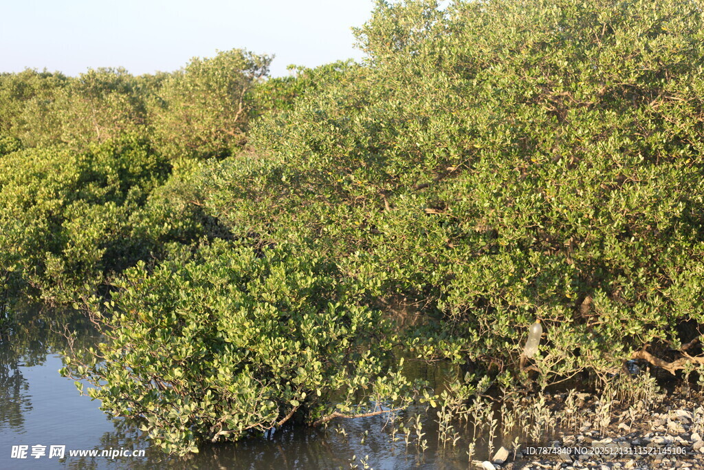 河畔茂密红树林景观