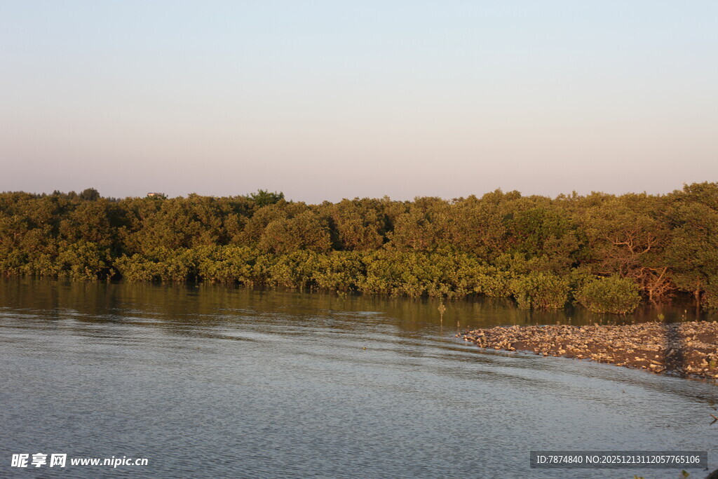 河畔葱郁树林的宁静风光