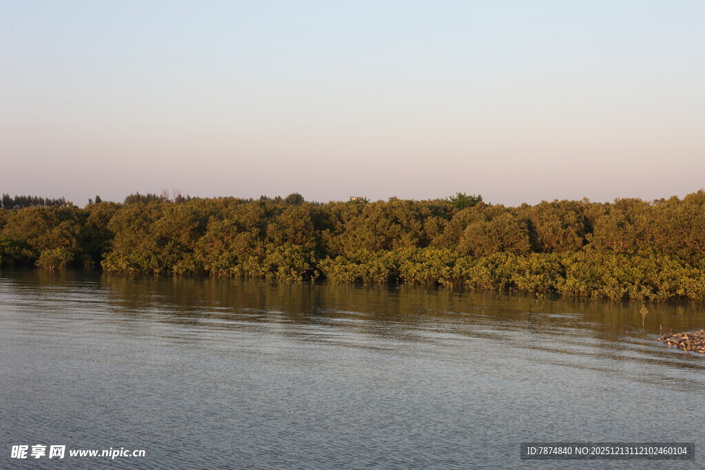 河畔树林红树林