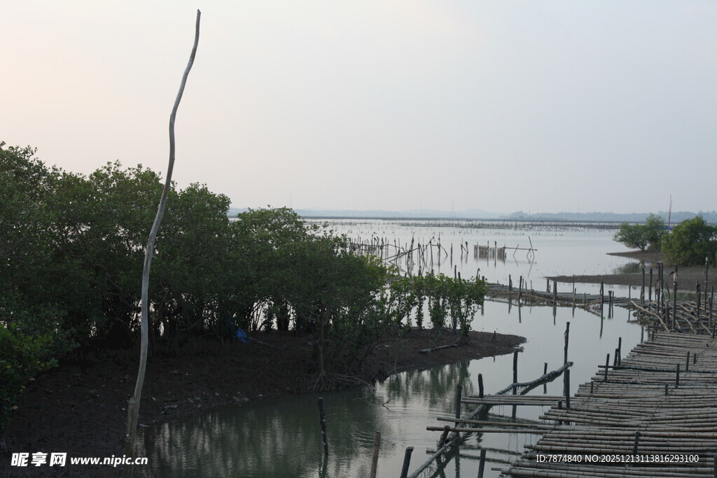 海边木栈道旁的红树林景观