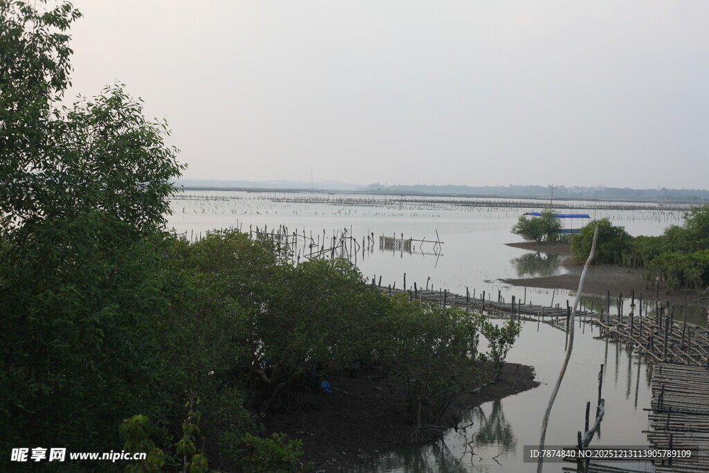 河畔木桥与葱郁绿植景观