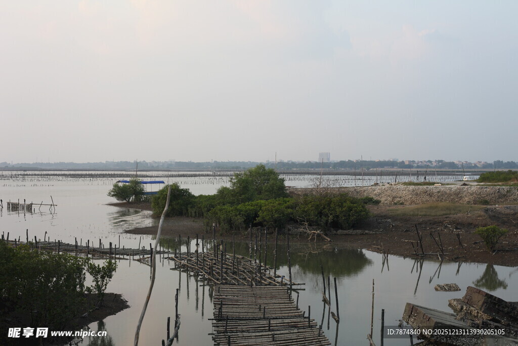 湿地风光中的静谧水域