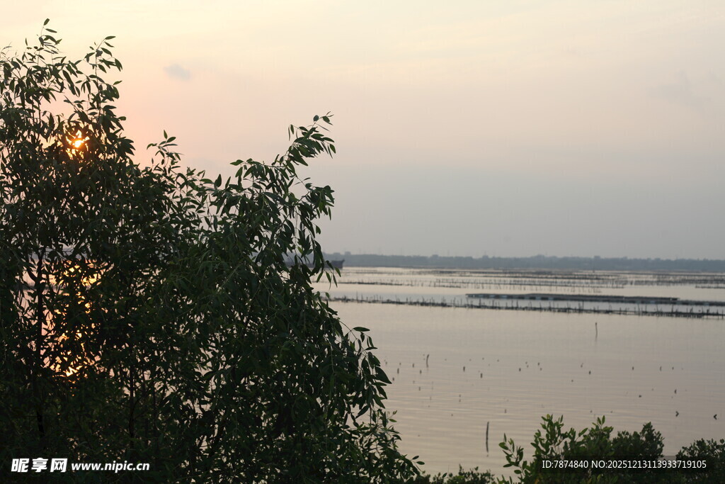 黄昏湖畔树影景色