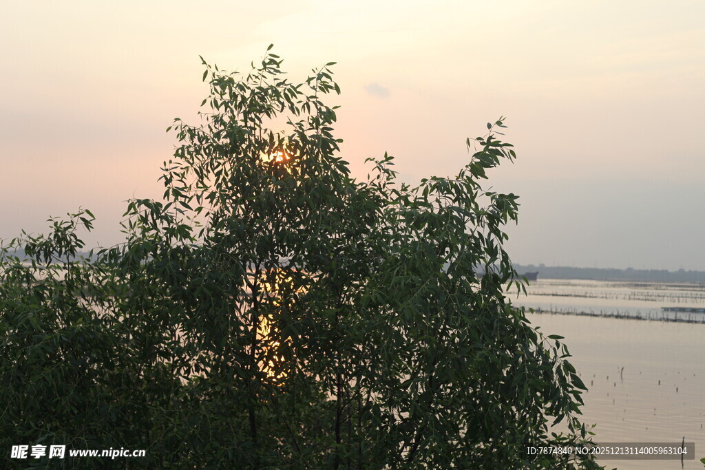 夕阳下的树木与开阔水域