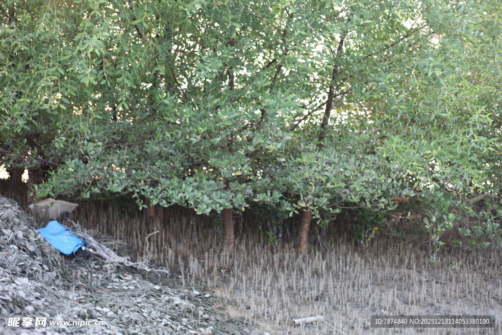 红树林边的蓝色物件