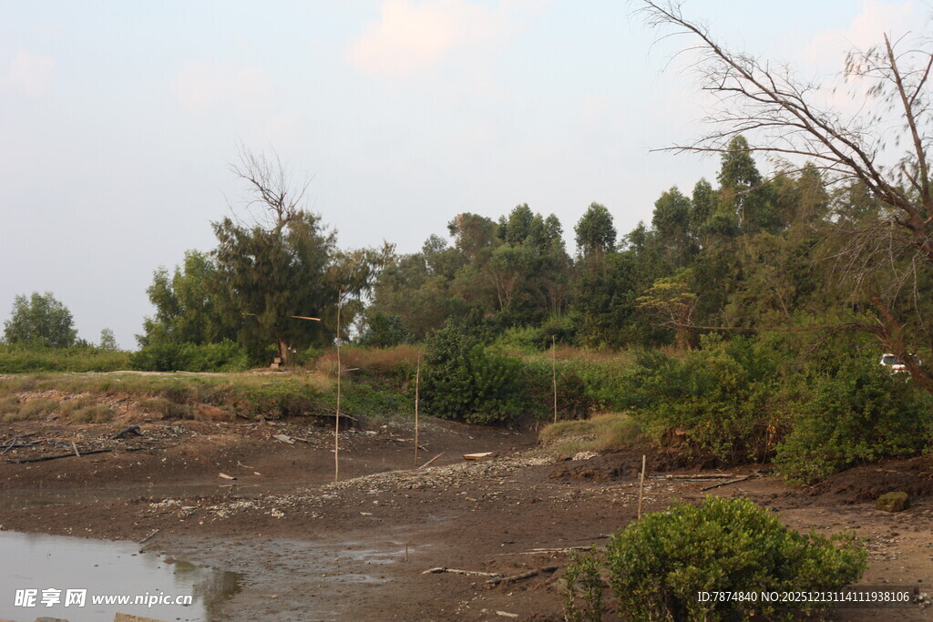 湿地岸边的植被景观