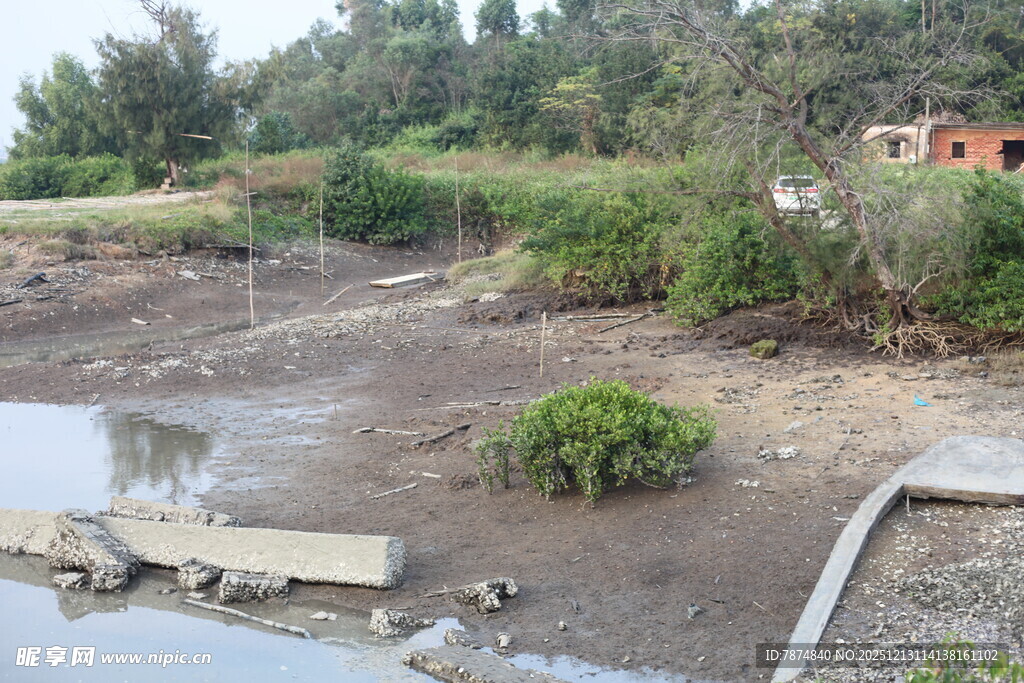 荒废池塘边的杂乱景象