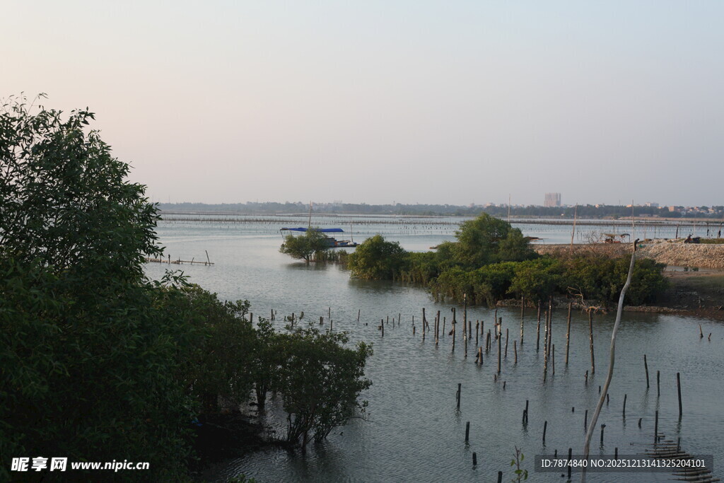 河畔红树林景观