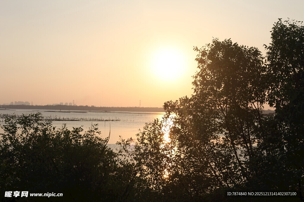 夕阳下的湖畔树林美景