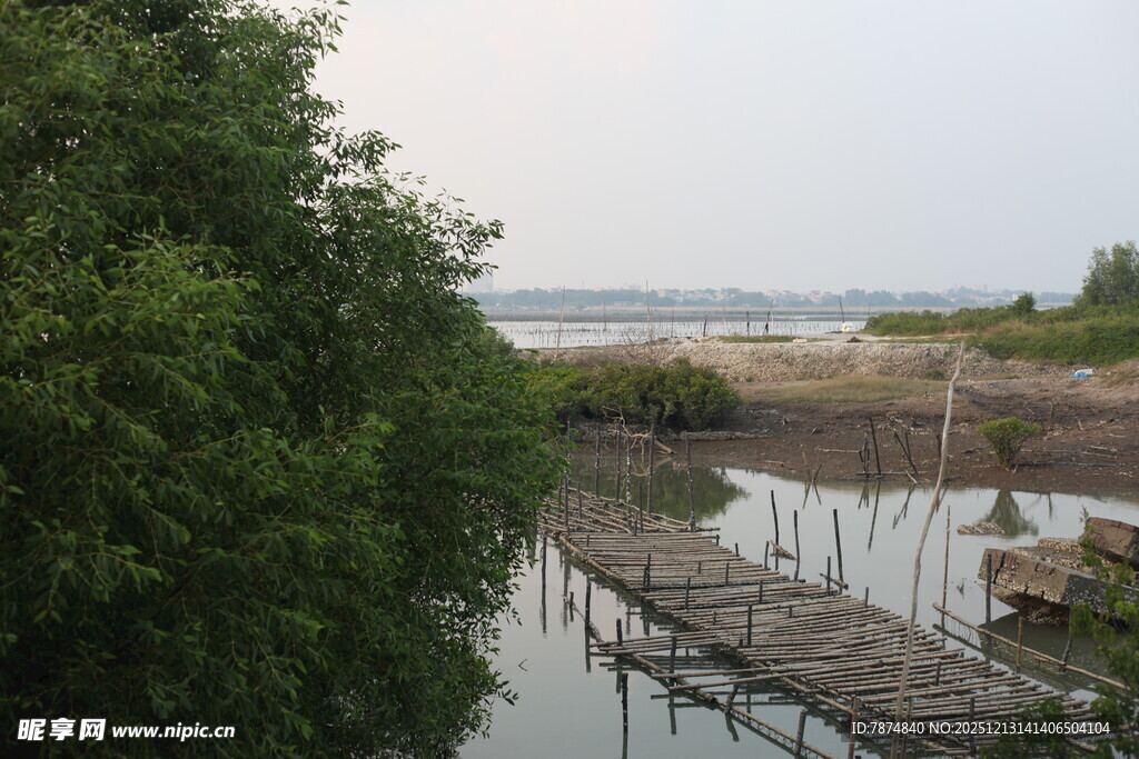 河边木质栈桥与葱郁绿树