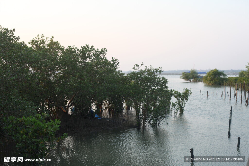 海边红树林景观