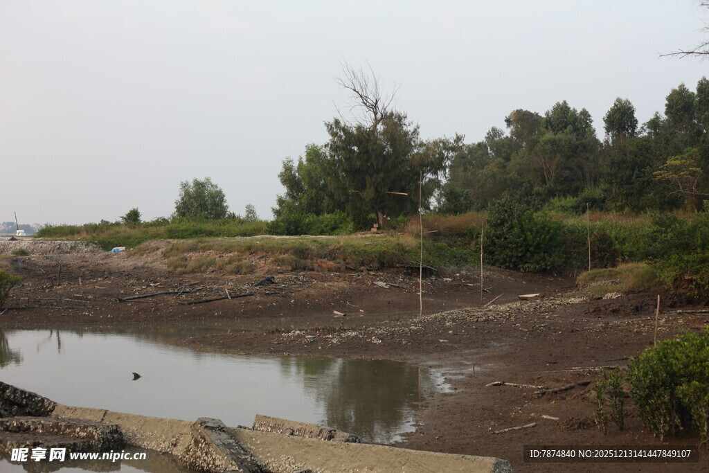 干涸水塘边的稀疏植被