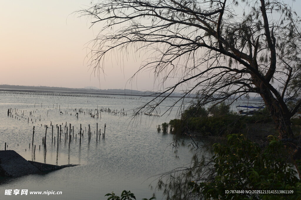黄昏湖畔枯树与静谧水面