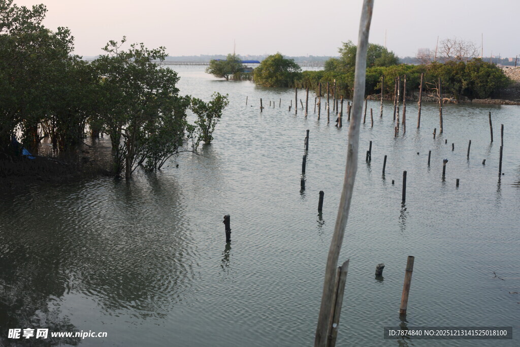 水上林立木桩与树木景观