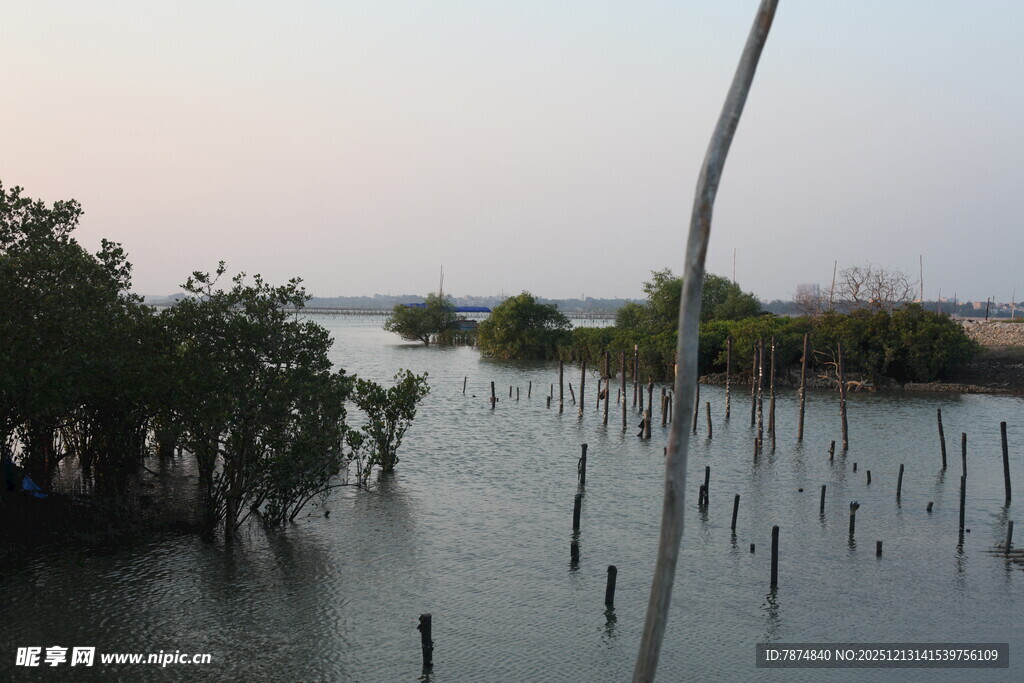 湿地风光中的树木与水域