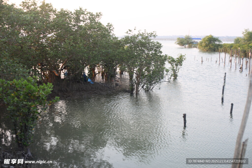 湿地红树林景观