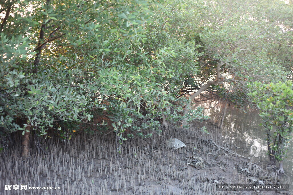 茂密红树林景观
