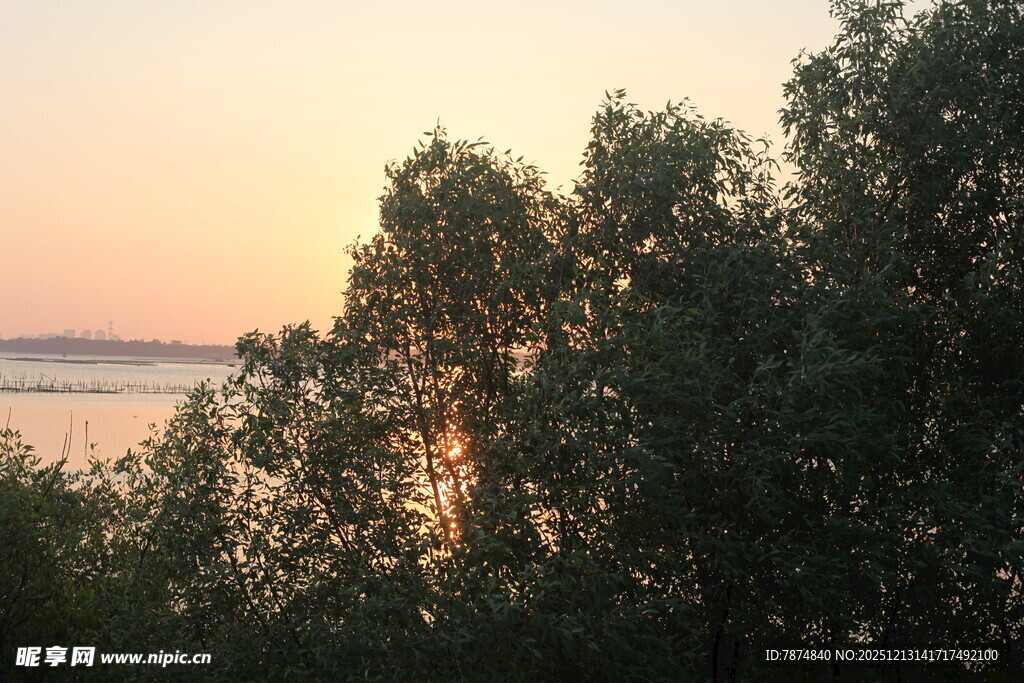 夕阳下的树林与远处水域