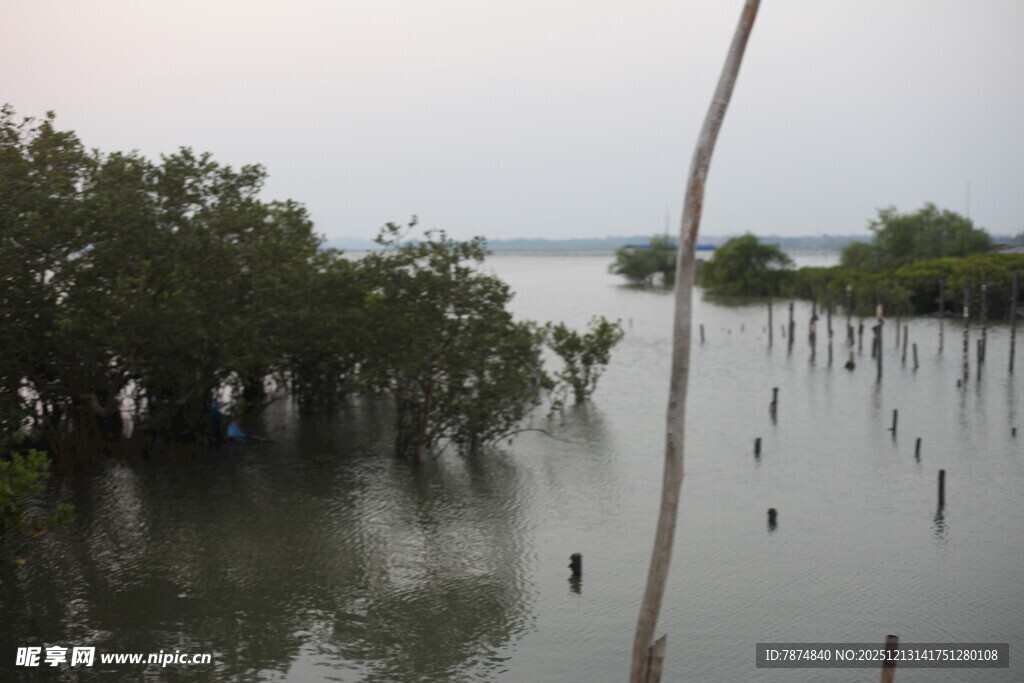 红树林湿地景观