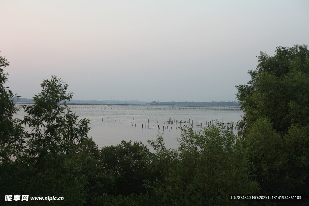 湖畔暮色中的葱郁植被