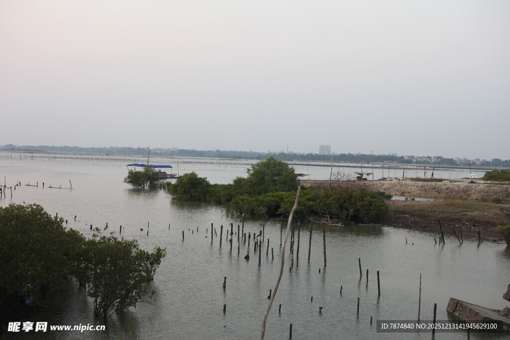 湿地风光中的红树林景观