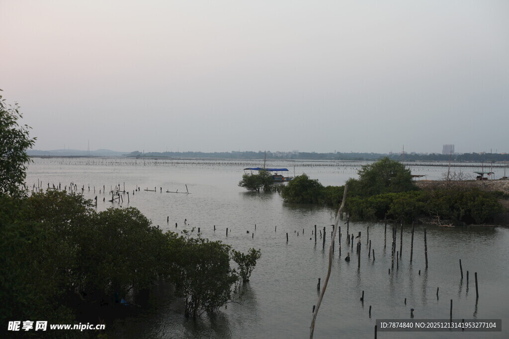 黄昏下的水边繁茂植被