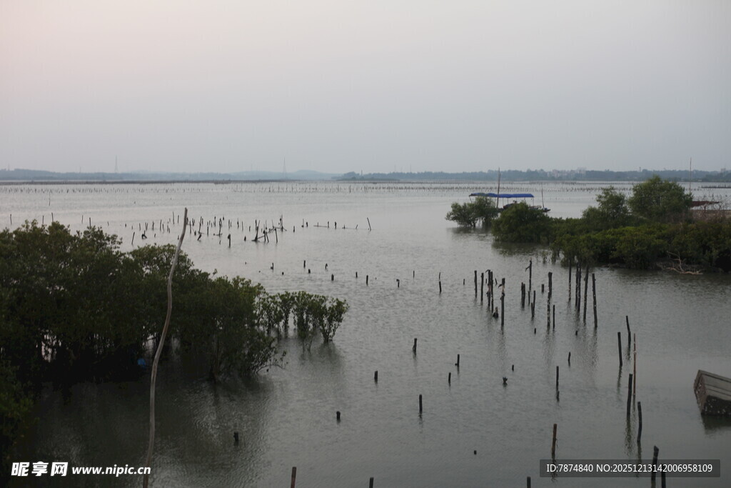 黄昏下的湿地与茂密植被